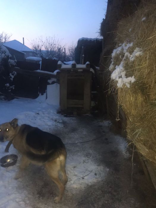 Продам щенят немцы