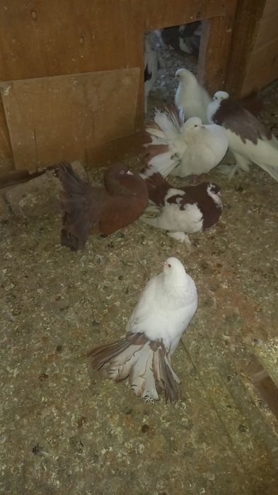 Голуби павлины кептер