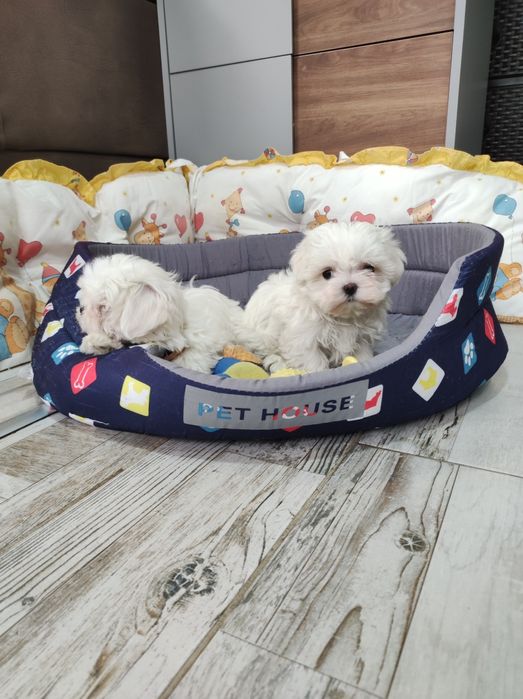 Малтийска болонка