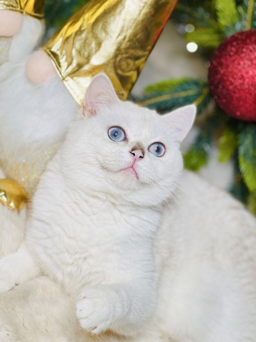 Шикарная британка