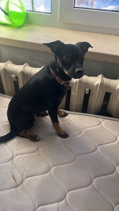 Русский Тойтерьер