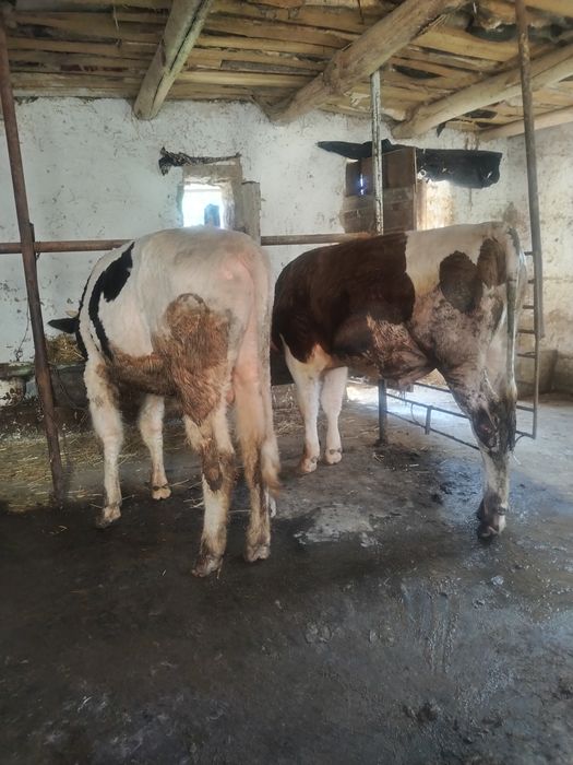 Кибраи чинобод ...