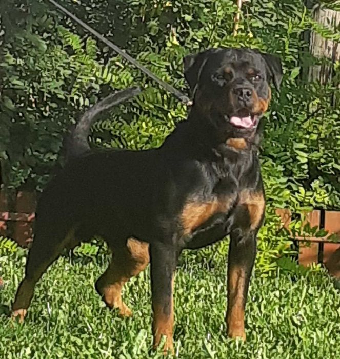 Rottweiler dresat la nivel înalt pentru pază și protecție