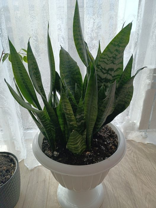 Комнатные растение