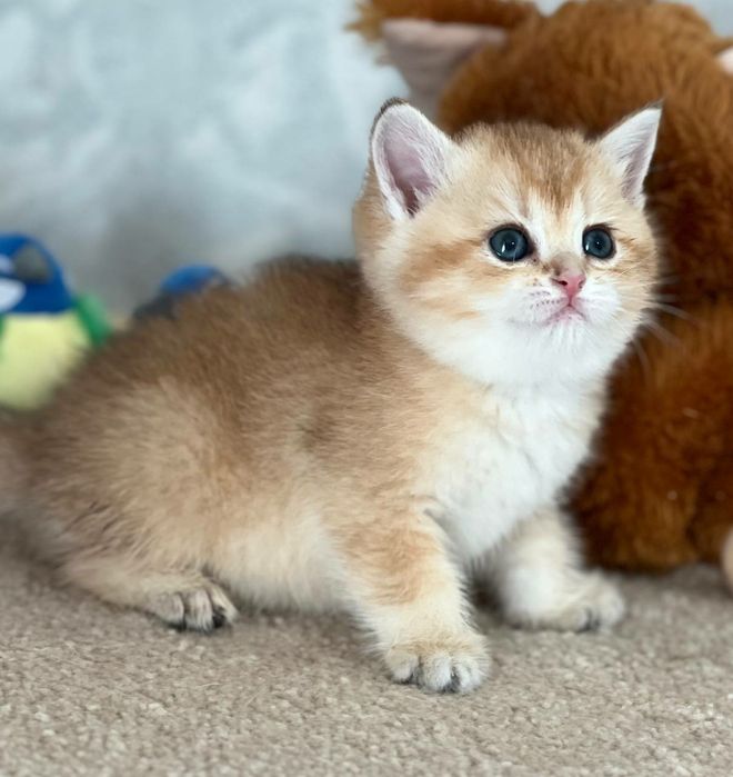 британская золотая шиншилла девочка чистокровная