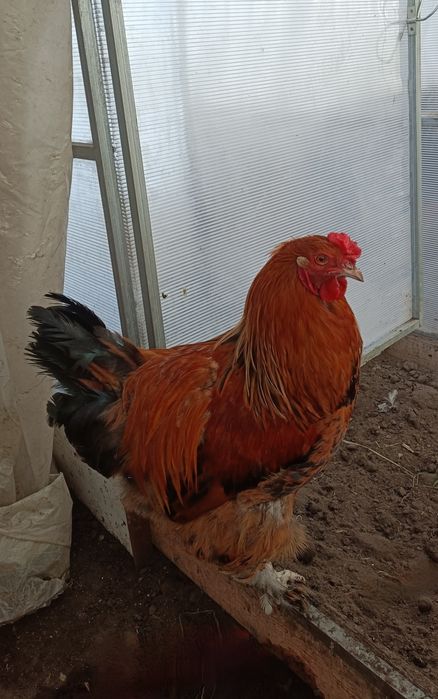 Продам петухов Брама.