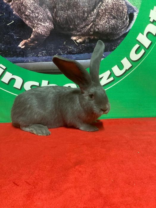 Кролики породы фландр окрас голубой