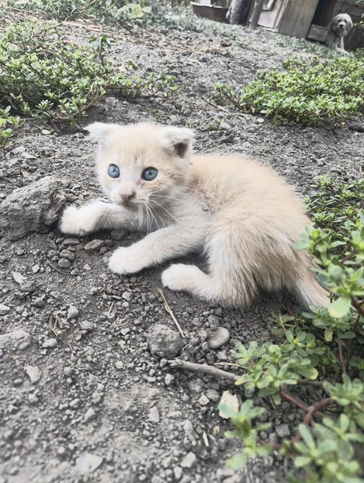 Маленькие котята