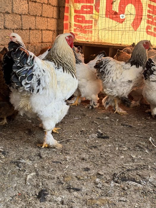 Продаётся петухи брама