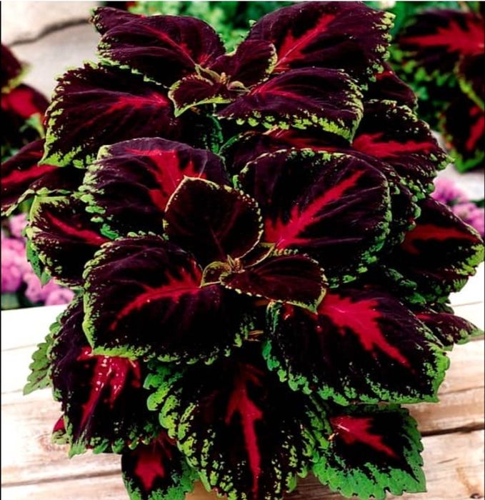 Продам комнатные цветы