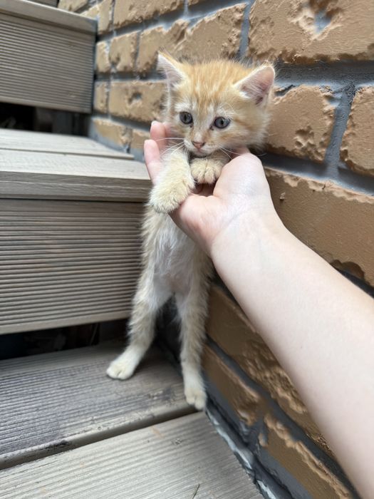 Отдам котят в хорошие руки