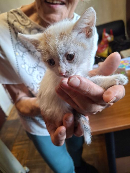 Котета на около 1-2 месеца в гр.София, Лозенец.  Бяло с оранжеви петънца също.