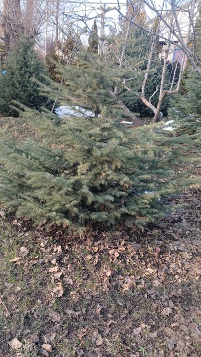 Продам ели Тань-Шаньские