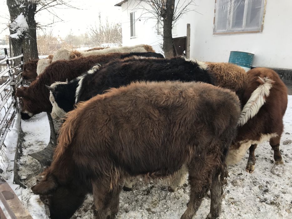 Село Аймен ул Мира1/1