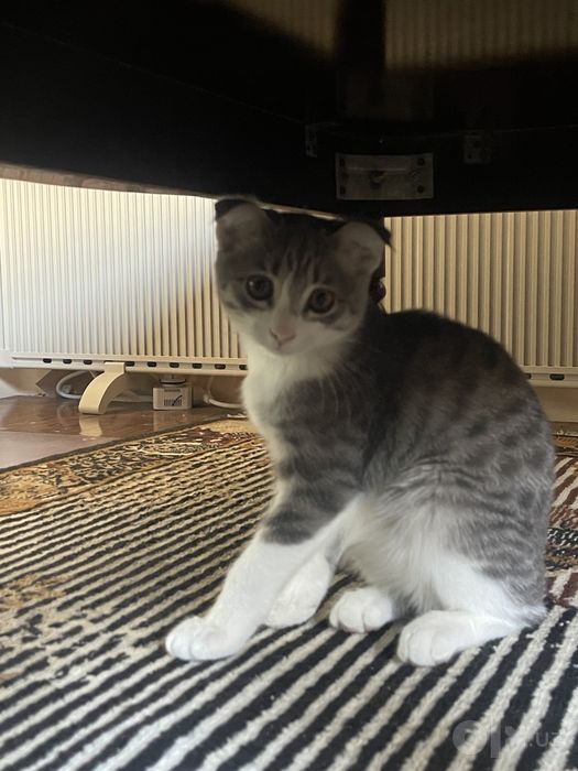 котенок веслоухий метис
