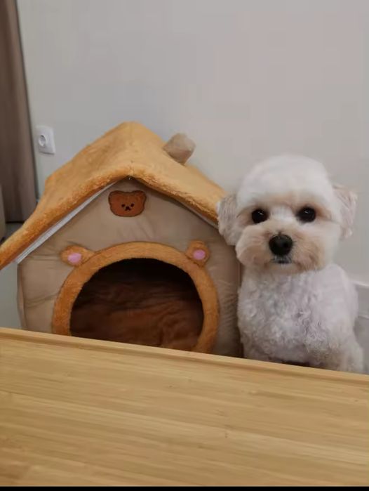 Căsuța animăluțe