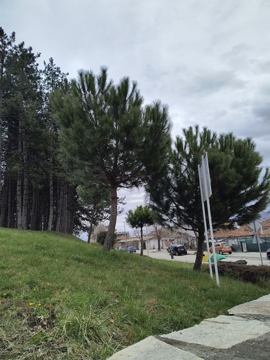 Озеленяване за паркове,  градини и тераси