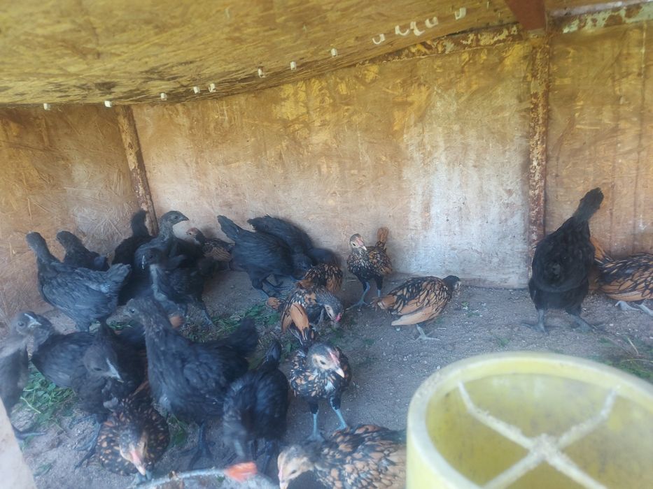 Ухейилюль  и сибрайт цыплята