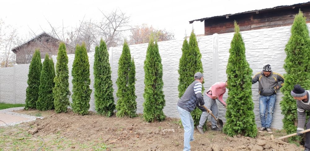 Vindem tuia smaragd de mai multe dimensiuni