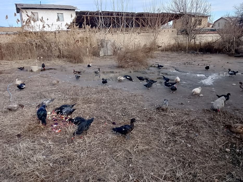 Индаутка товуклари.