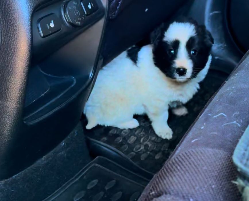 Щенки мальчики и девочки