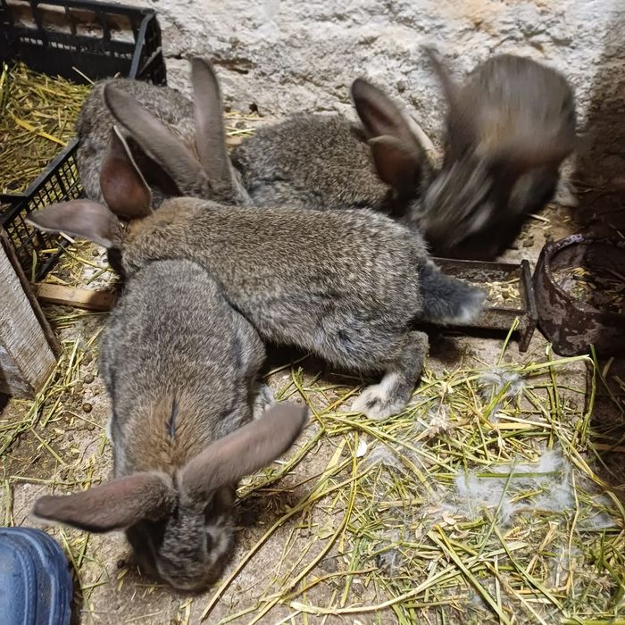 Iepuri Uriaș German