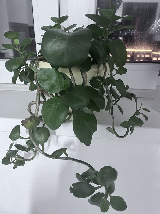 Продам цветы в хорошем состояние