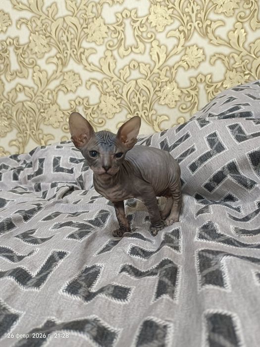 Очаровательные  котята канадского сфинкса