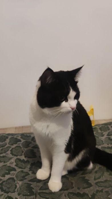 Кот для вязки бесплатно