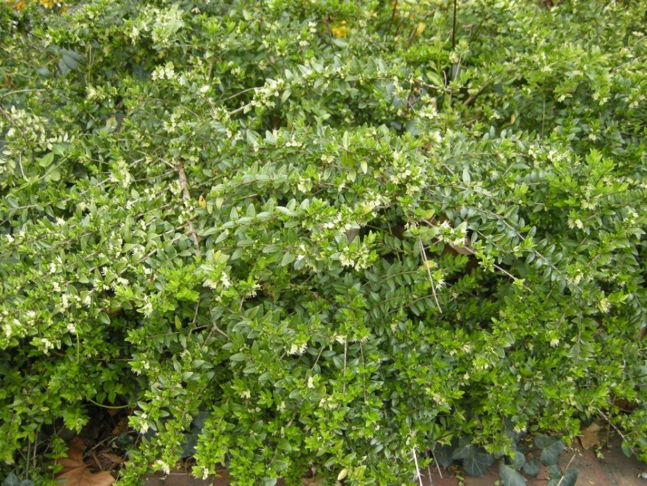 Mana Maicii Domnului Lonicera Luleaua Turcului salcam Japonez Wisteria