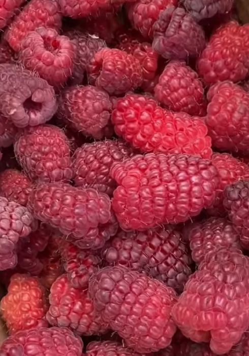 Продам саженцы ежевики