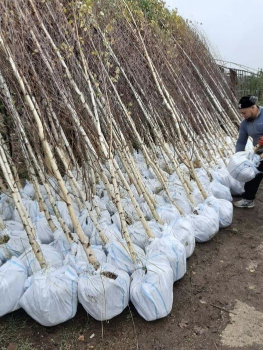 Brazi Mesteacăn Tei Arțar Plante Ornamentale