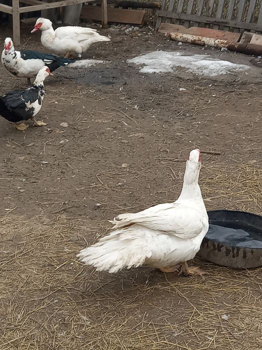 Продам четыре утака