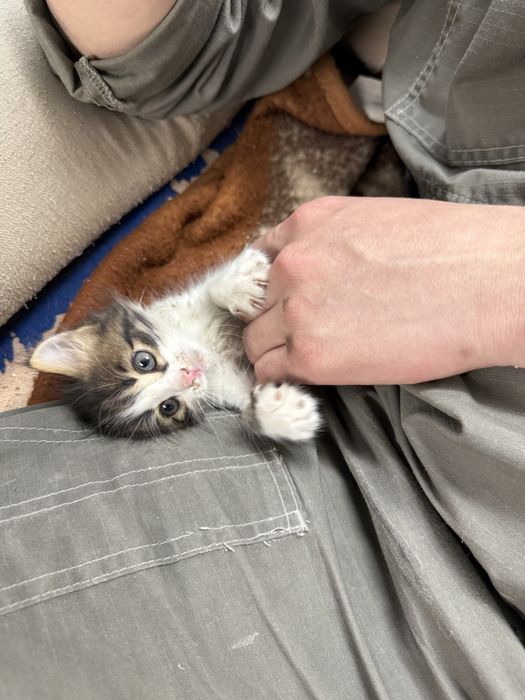 Котенок в добрые руки