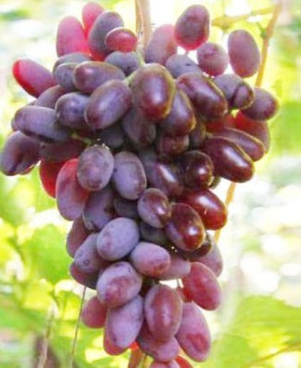 Орыс әйелдерінің үлкен порносы