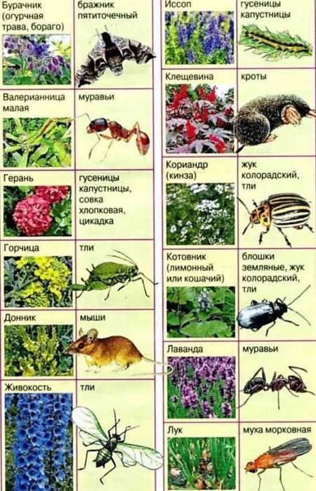Обработка растений