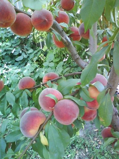 Pomi Fructiferi Stravechi din Glia Strămoșească (Soiuri de Piersic )