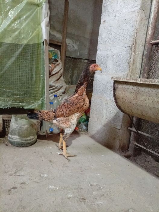 Дакен макёнлар сотилади