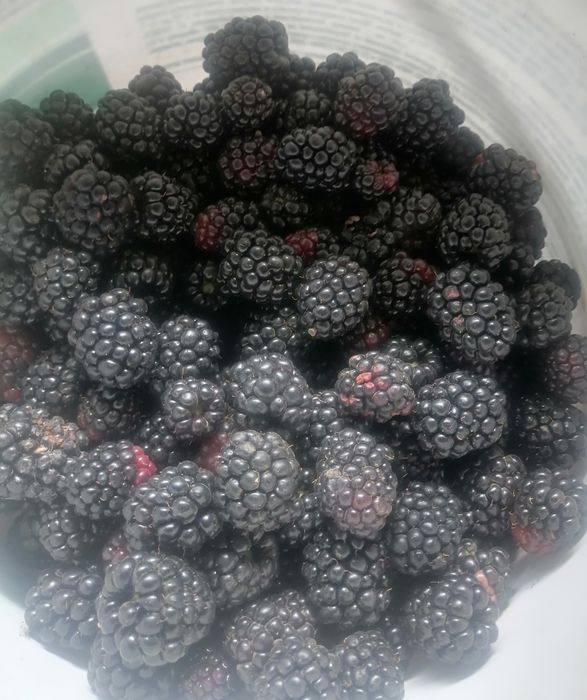 Продам ягоду ежемалину.