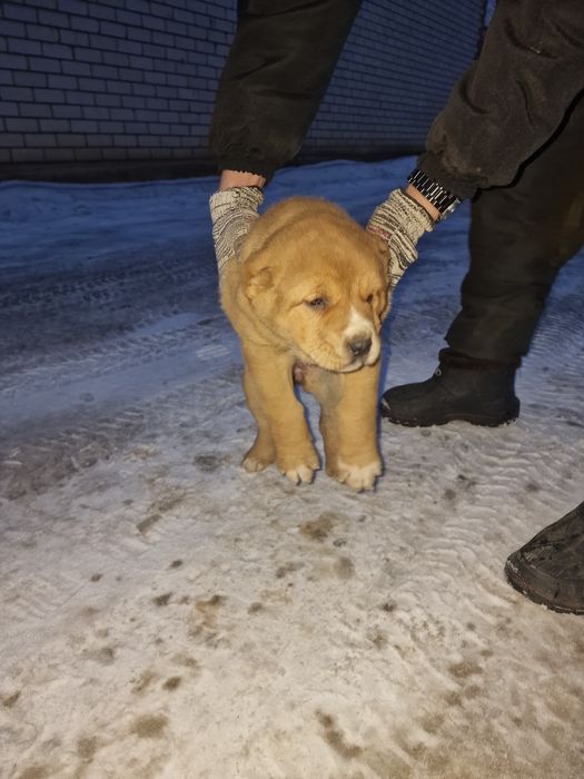 Продам щенков САО.