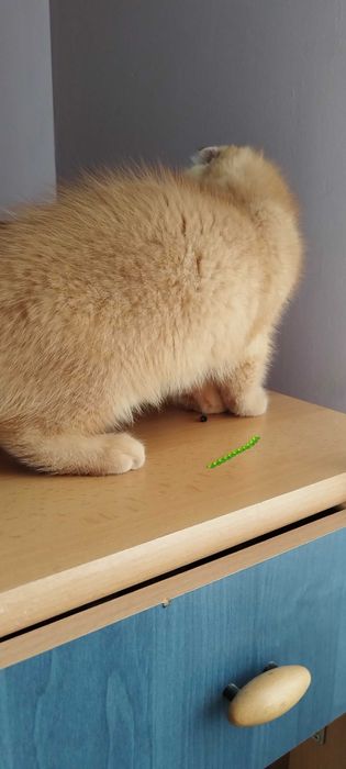 Златни чинчили шотландско клепоухо котенце