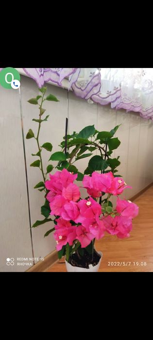 Продам черенки от 1000