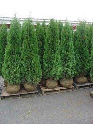 Gard viu lemn cainesc