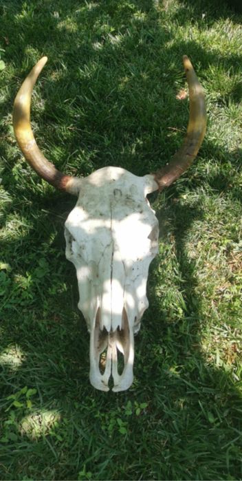 Рога и черепи за колекциониране