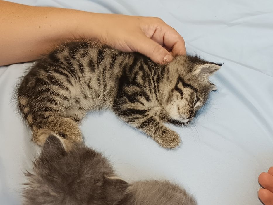 Отдам в добрые руки двух котят