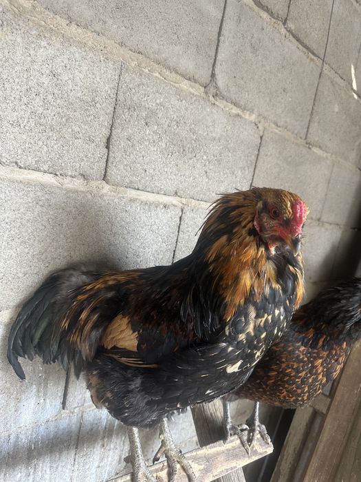 Петушки Амераукана