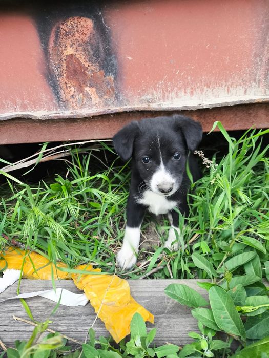 отдадим щенков в хорошие руки