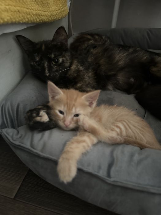 Котята , мама крысоловка