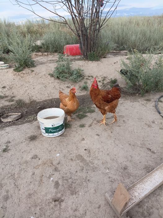 Продам домашних кур