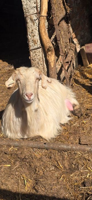 capre banatene si carpatine